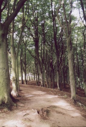 Beech planation in Gibbing Greave